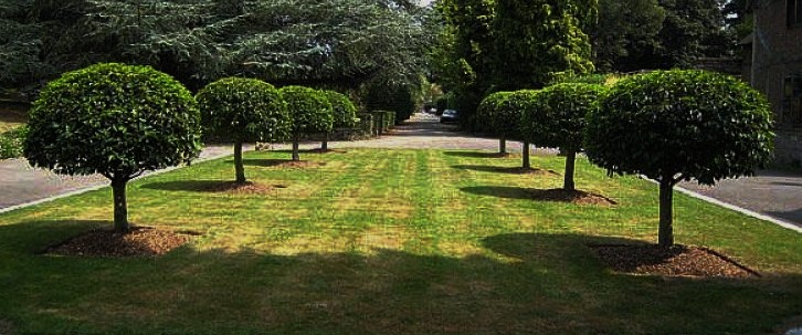 laurier du portugal en grande topiaire